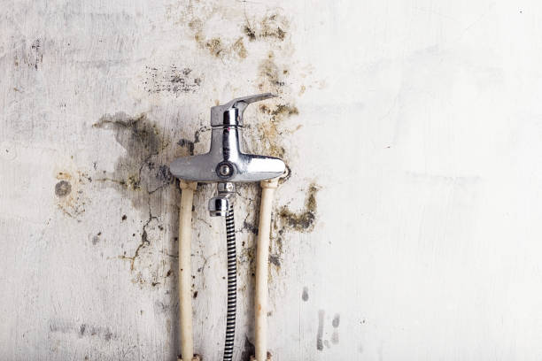 Best Residential Mold Removal  in Mount Rainier, MD