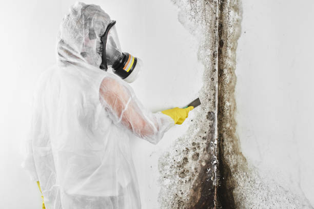 Best Fast Mold Removal  in Mount Rainier, MD