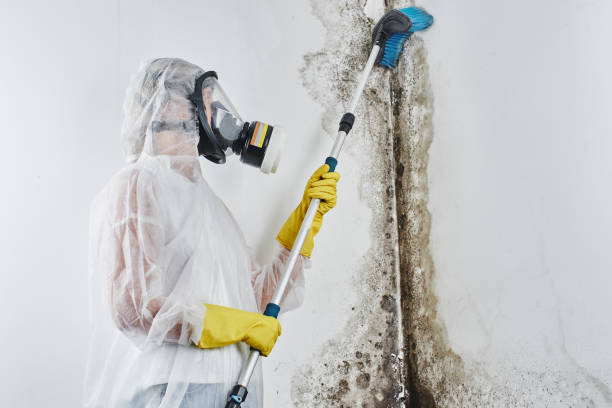 Best Mold Cleaning Services  in Mount Rainier, MD