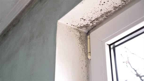 Best Mold Removal Process  in Mount Rainier, MD