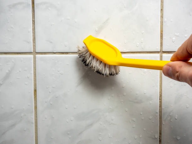 Best Home Mold Removal  in Mount Rainier, MD