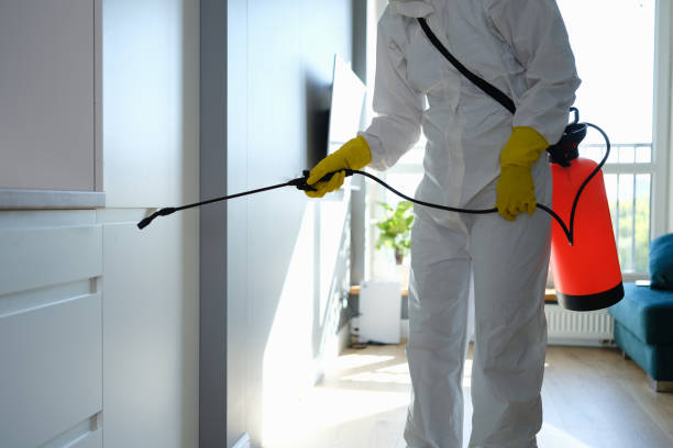 Best Mold Damage Repair  in Mount Rainier, MD