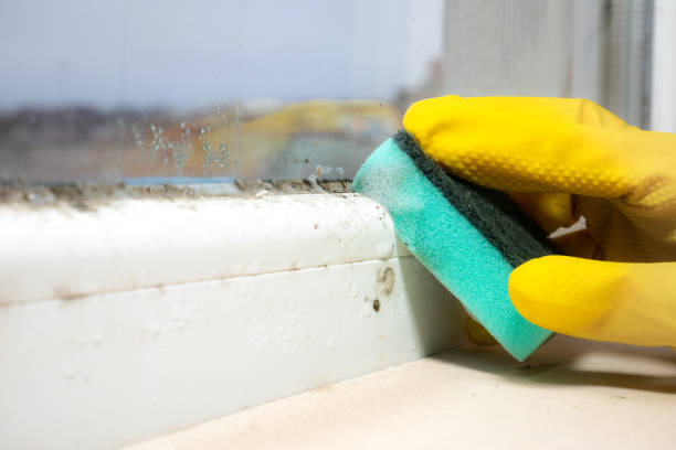 Best Commercial Mold Removal  in Mount Rainier, MD