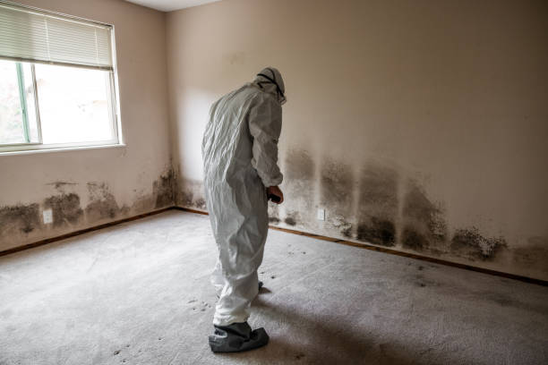 Best Mold Testing  in Mount Rainier, MD