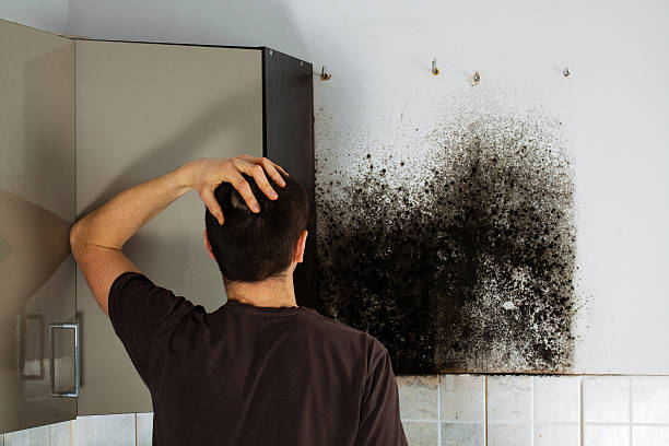 Best Attic Mold Removal  in Mount Rainier, MD