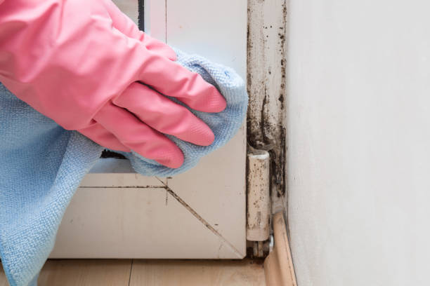 Best Certified Mold Removal  in Mount Rainier, MD